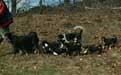 7 t�dn�